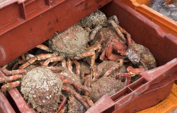 Dépôt crabes capturés — Photo