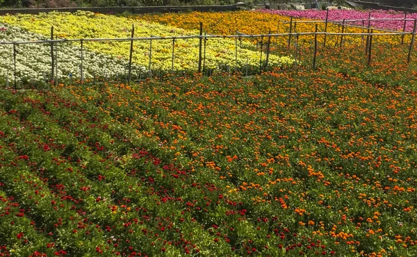 Budidaya bunga-bunga berwarna-warni di Riviera Liguria — Stok Foto