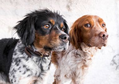 Close-up of two breed dogs 