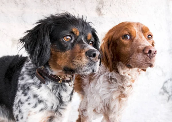 Szczelnie-do góry dwie rasy psów "Epagneul breton" — Zdjęcie stockowe