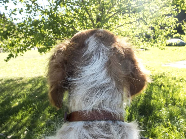 肩犬"epagneul ブルトン「肩山背景に — ストック写真