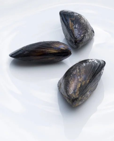 Three single sea mussels — Stock Photo, Image