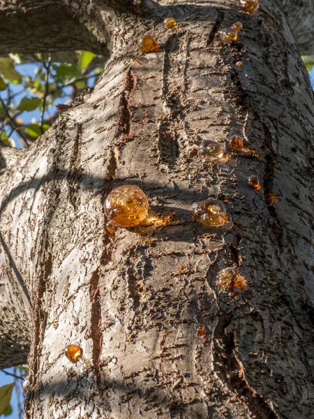 Resin drops on tree trunk seen from below. — Stock Photo, Image