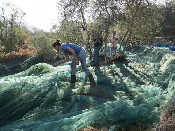 Dilimleme ve üretimi sızma zeytin toplama Telifsiz Stok Fotoğraflar