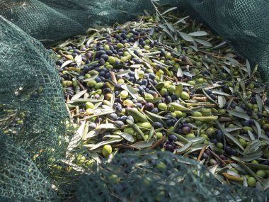 yakın çekim siyah ve yeşil zeytin, taggiasca kalite