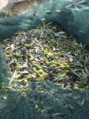 yakın çekim siyah ve yeşil zeytin, taggiasca kalite