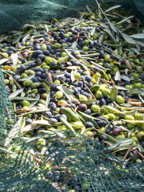 yakın çekim siyah ve yeşil zeytin, taggiasca kalite