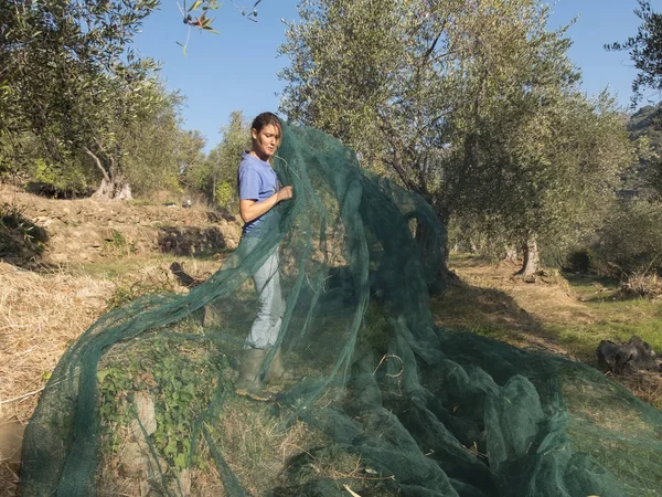 Frau bei der Arbeit, Vernetzung auf dem Land für Oliven — Stockfoto