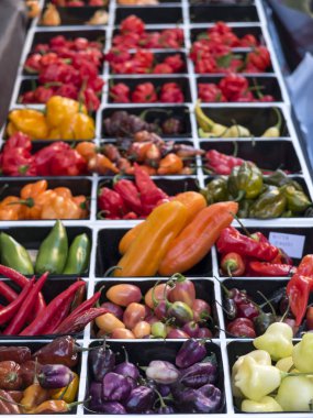 Kılavuz kare kare çeşitli renklerin sıcak biber çeşitleri ile kutuları.