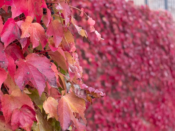 Bitki kırmızı yaprakları ve mavi çilek ile sonbaharda üzerinde tırmanma