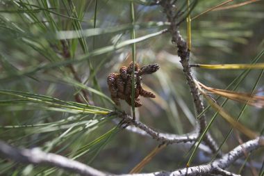 Herdem yeşil Çamın dalları, iğneler ve koniler