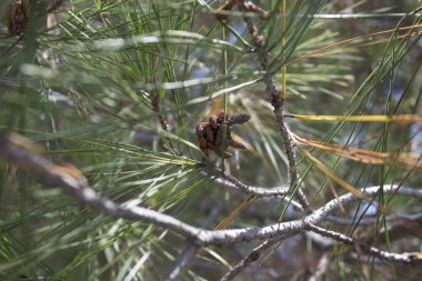 Herdem yeşil Çamın dalları, iğneler ve koniler