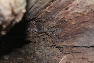Sökülüp ağaçlar. Ormana düşmüş ağaç. Manzara orman. Ağaç kökleri. Eski büyük ağaç. Ormanda ayılar. Shishkin'ın resim sergisi.