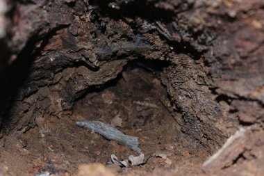 Sökülüp ağaçlar. Ormana düşmüş ağaç. Manzara orman. Ağaç kökleri. Eski büyük ağaç. Ormanda ayılar. Shishkin'ın resim sergisi.