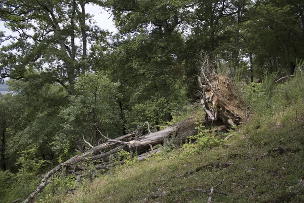 Uprooted trees. Fallen tree in the forest. Forest landscape. The roots of the tree. Old big tree. Bears in the woods. Shishkin\'s paintings.