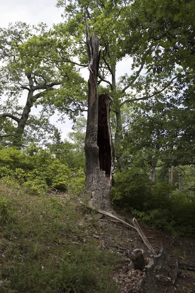 Árboles desarraigados. Árbol caído en el bosque. Paisaje forestal. Las raíces del árbol. Viejo árbol grande. Osos en el bosque. Pinturas de Shishkin . — Foto de Stock