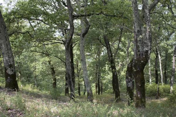 Uprooted trees. Fallen tree in the forest. Forest landscape. The roots of the tree. Old big tree. Bears in the woods. Shishkin\'s paintings.