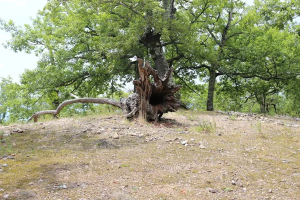 Sökülüp ağaçlar. Ormana düşmüş ağaç. Manzara orman. Ağaç kökleri. Eski büyük ağaç. Ormanda ayılar. Shishkin'ın resim sergisi.