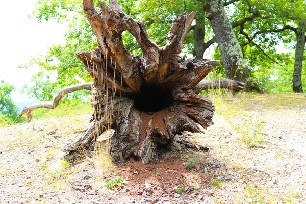 Rotlösa träd. Fallna träd i skogen. Skogslandskapet. Rötterna av träd. Gamla stora träd. Björnar i skogen. Sjisjkins målningar. — Stockfoto