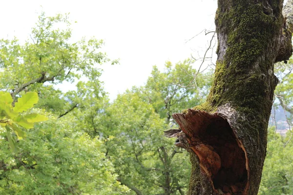 Árboles desarraigados. Árbol caído en el bosque. Paisaje forestal. Las raíces del árbol. Viejo árbol grande. Osos en el bosque. Pinturas de Shishkin . — Foto de Stock