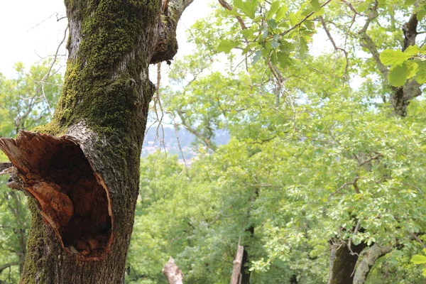 Árboles desarraigados. Árbol caído en el bosque. Paisaje forestal. Las raíces del árbol. Viejo árbol grande. Osos en el bosque. Pinturas de Shishkin . — Foto de Stock