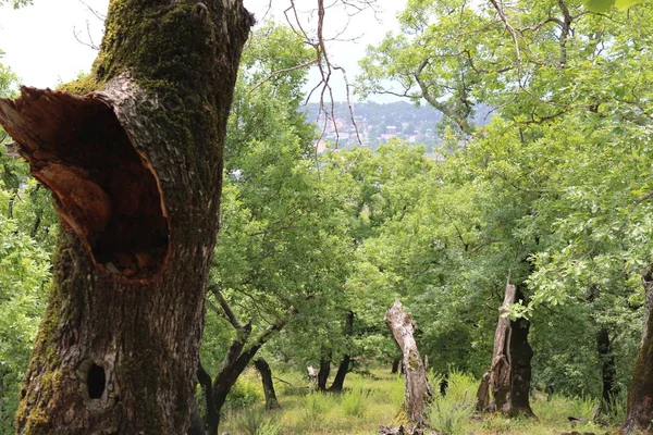 Sökülüp ağaçlar. Ormana düşmüş ağaç. Manzara orman. Ağaç kökleri. Eski büyük ağaç. Ormanda ayılar. Shishkin'ın resim sergisi.
