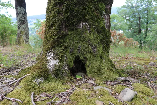 Árboles desarraigados. Árbol caído en el bosque. Paisaje forestal. Las raíces del árbol. Viejo árbol grande. Osos en el bosque. Pinturas de Shishkin . — Foto de Stock