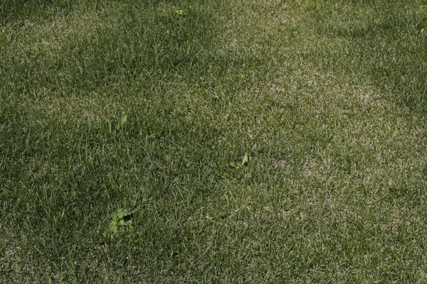 Green grass, can be used as background — Stock Photo, Image