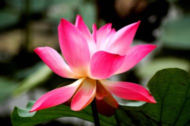 Doğa çiçek açan lotus çiçeği 