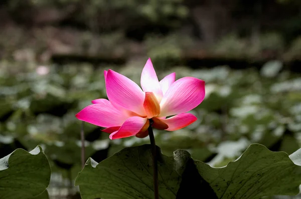 Natur blühende Lotusblume — Stockfoto