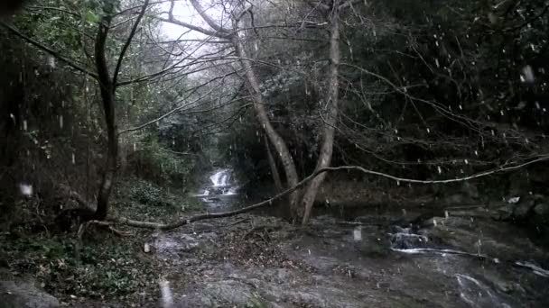 Padający śnieg, w lesie — Wideo stockowe