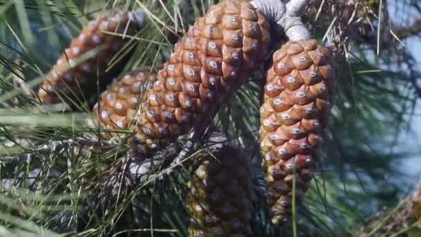 Pine fruit on tree in spring — Stock Video