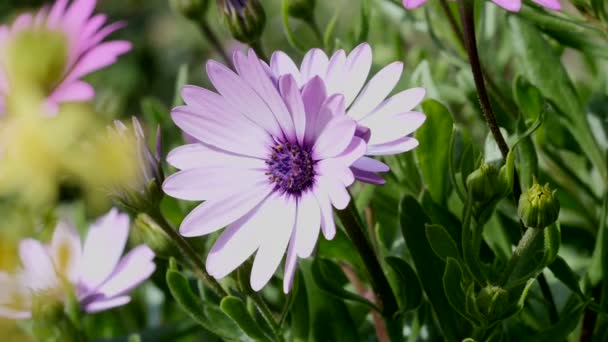 Detailní pohled fialový květ — Stock video