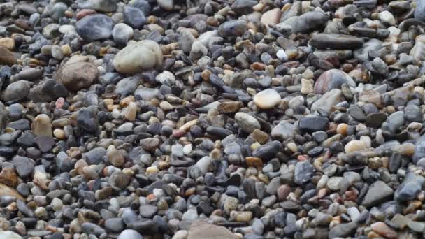 Water through pebbles on beach — Stock Video