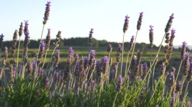 Lavanta bitki alan Fransa