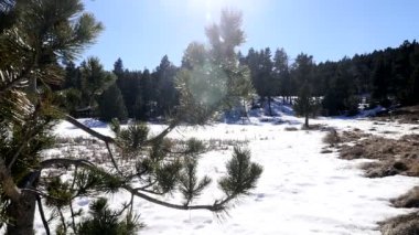 çam ağaçları ile karlı manzara