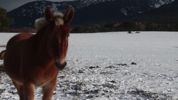 Caballo de montaña en invierno — Vídeos de Stock