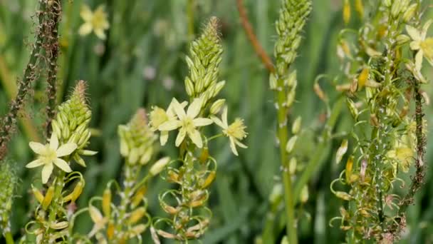 Close-up van gele bloemen — Stockvideo