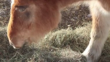 Kış aylarında çim yeme dağ at