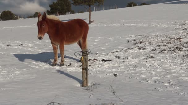 Cavalo de montanha no inverno — Vídeo de Stock