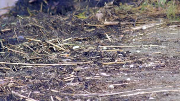 Plastic fles weggegooid in een natuurlijke omgeving — Stockvideo