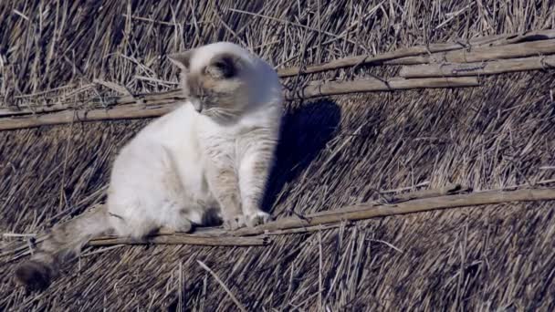 Oude kat staande op een stro dak — Stockvideo