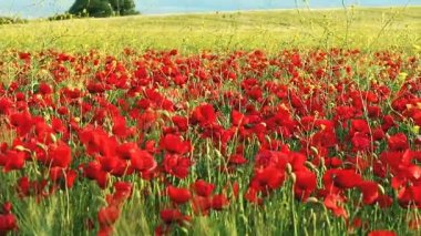 Fransa 'daki haşhaş tarlası