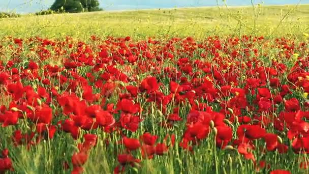 Campo de amapola en Francia — Vídeo de stock