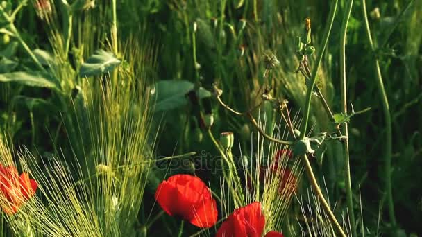 Campo de amapola en Francia — Vídeos de Stock