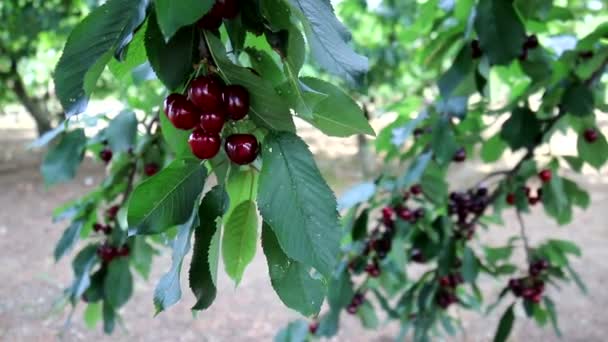 Cerezas en el árbol — Vídeos de Stock