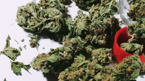 Marijuana erba pianta medicinale Video Stock Royalty Free