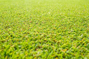 Güneş ışını ile yeşil çim arka plan. Parlak doğal bokeh. 