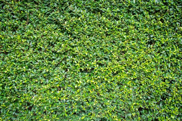 Green grass background, Vignette or the naturally walls. — Stock Photo, Image