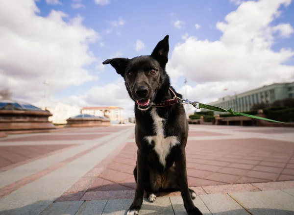 Portrait of animal. Black mongrel dog in the city street